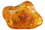 Fossil Ant (Formicidae) In Baltic Amber #142195-1